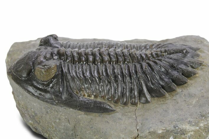 Prone Hollardops Trilobite Fossil - Orange Eye Facets #359503